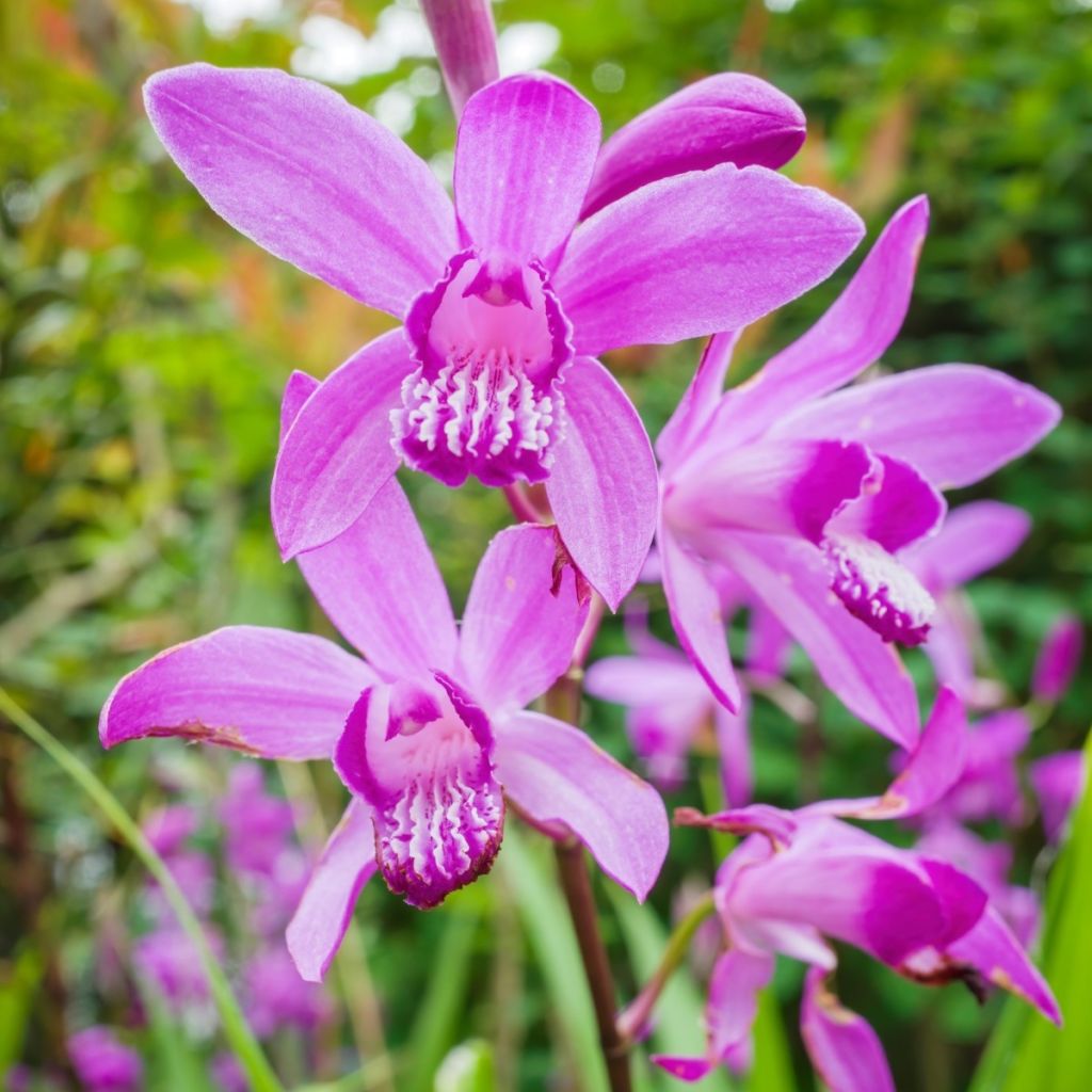 Bletilla striata - Orchidée jacinthe