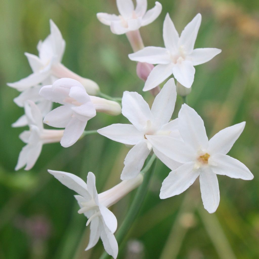 Tulbaghia violacea Pearl - Tulbaghie
