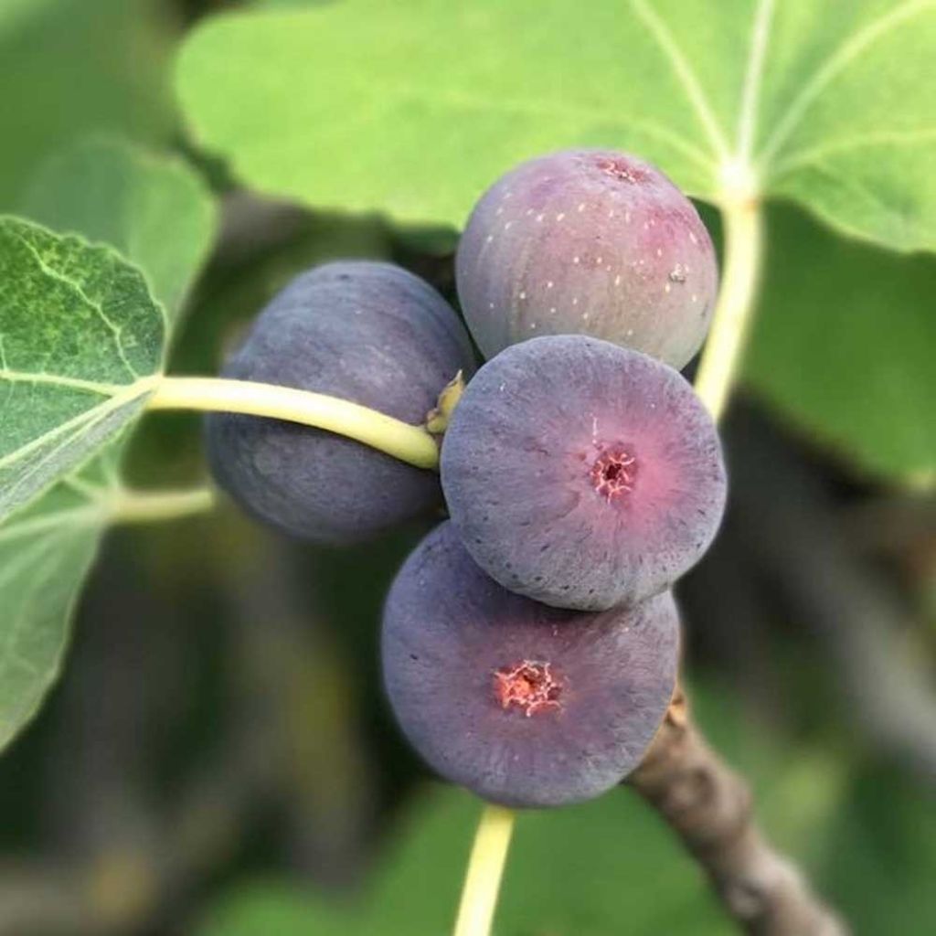 Figuier nain Figality - Ficus carica