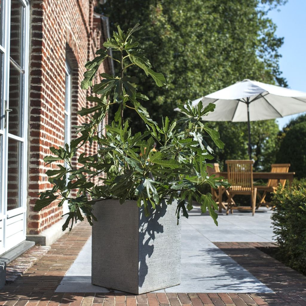 Figuier nain Figality - Ficus carica