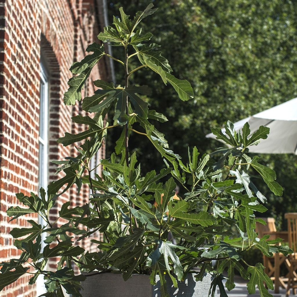 Figuier nain Figality - Ficus carica