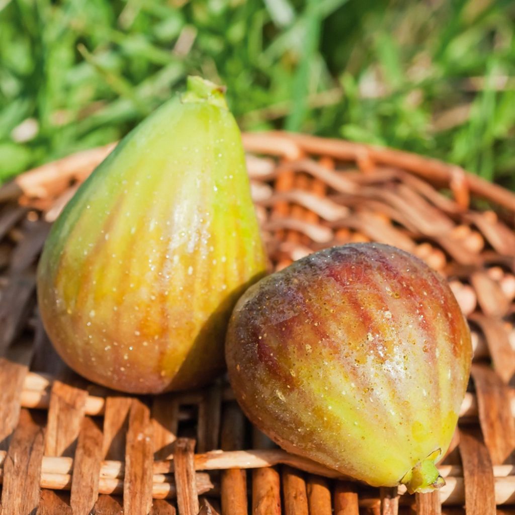 Figuier Goutte d'Or