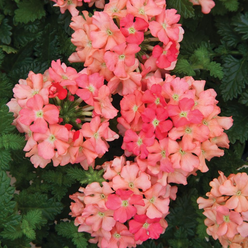 Verveine Superbena Royale Peachy Keen