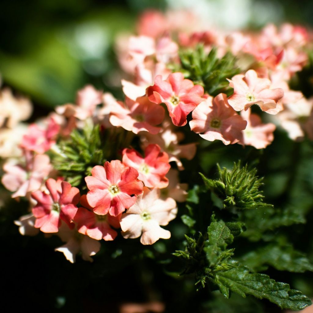 Verveine Superbena Royale Peachy Keen