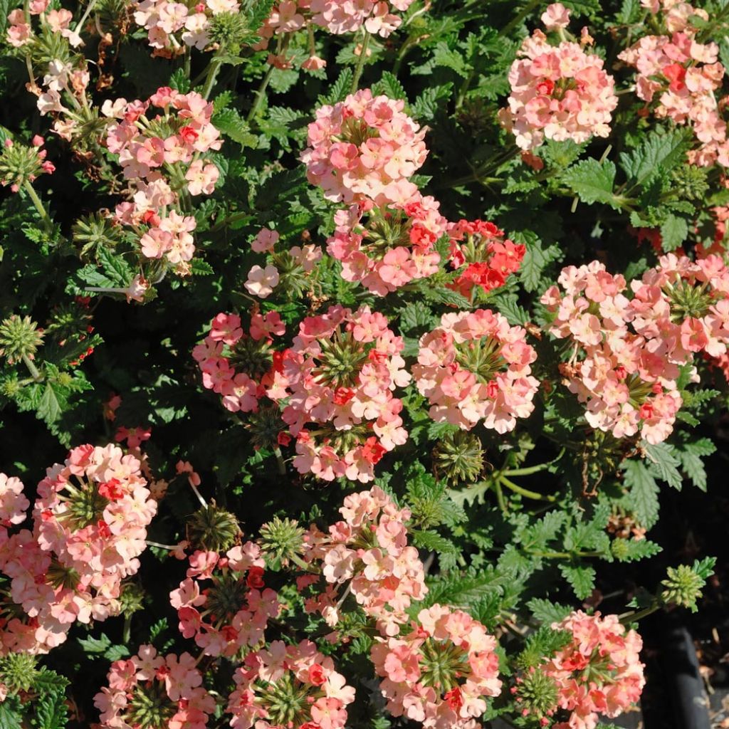 Verveine Superbena Royale Peachy Keen