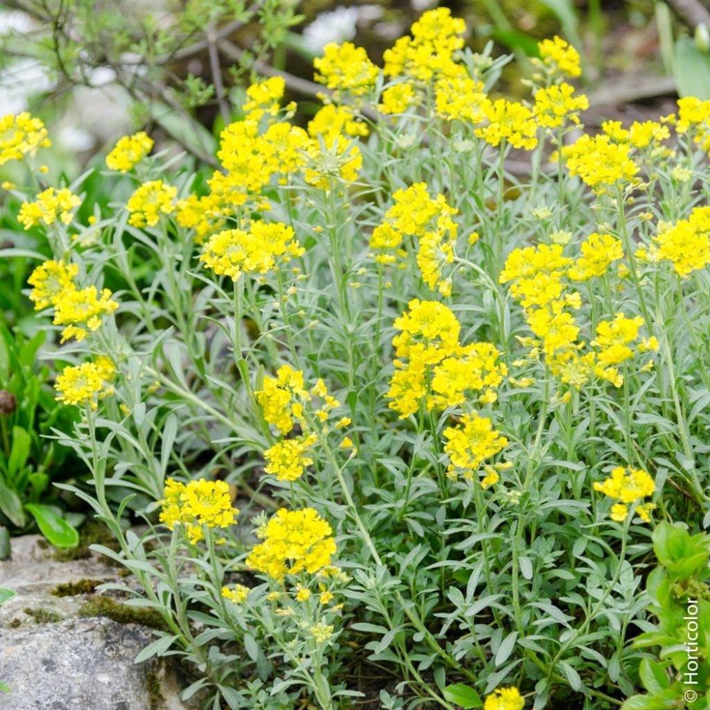 Alyssum montanum Berggold - Corbeille d'Or