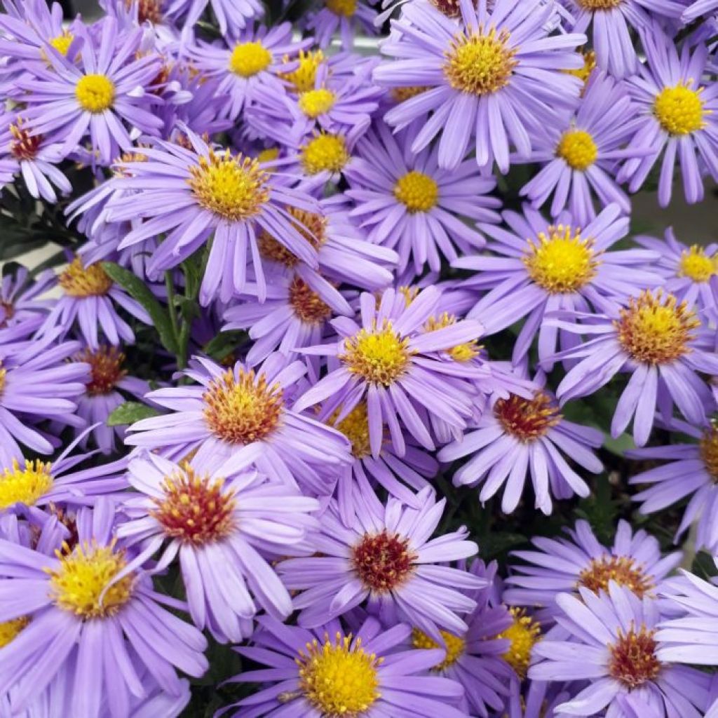 Aster dumosus Prof. Anton Kippenberg