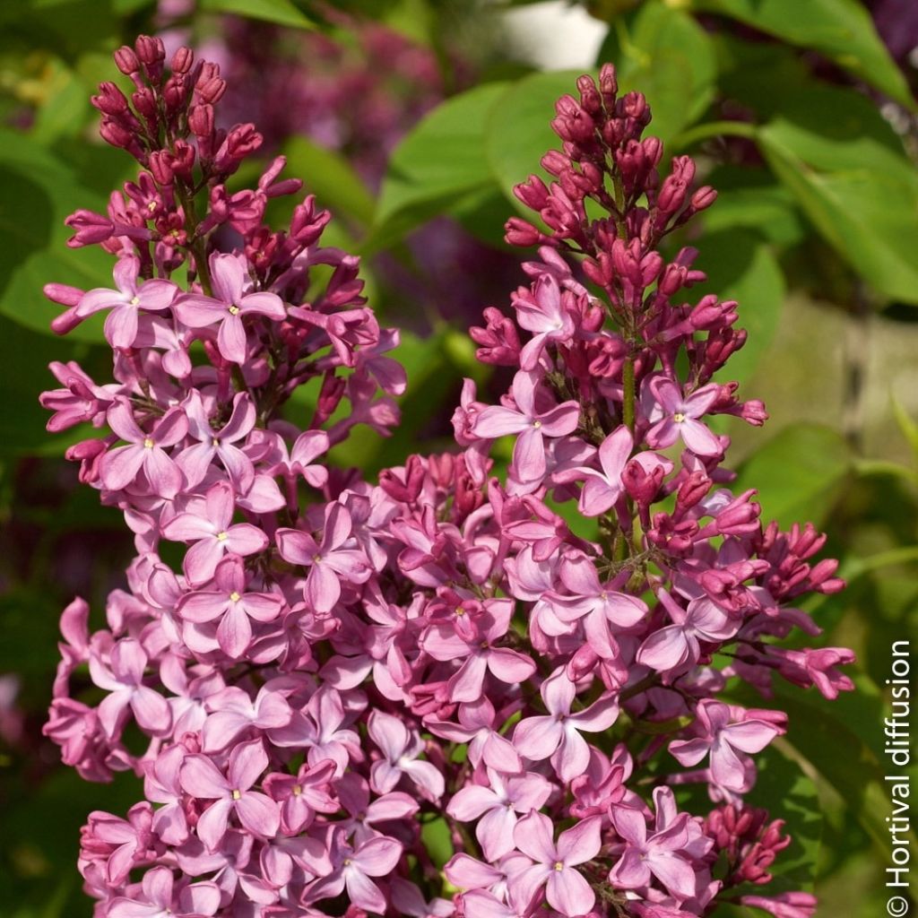 Lilas - Syringa vulgaris Princesse Sturdza