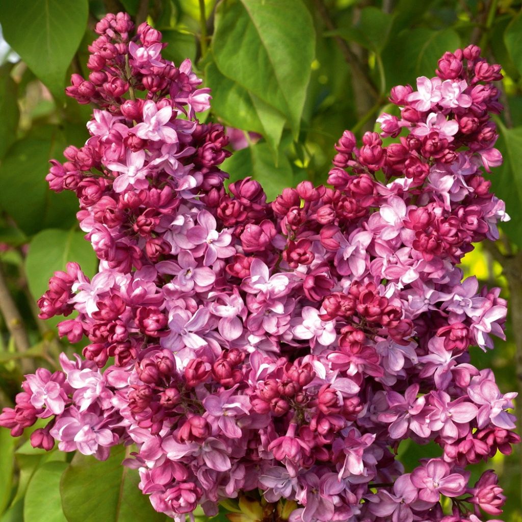 Lilas - Syringa vulgaris Prince Wolkonsky