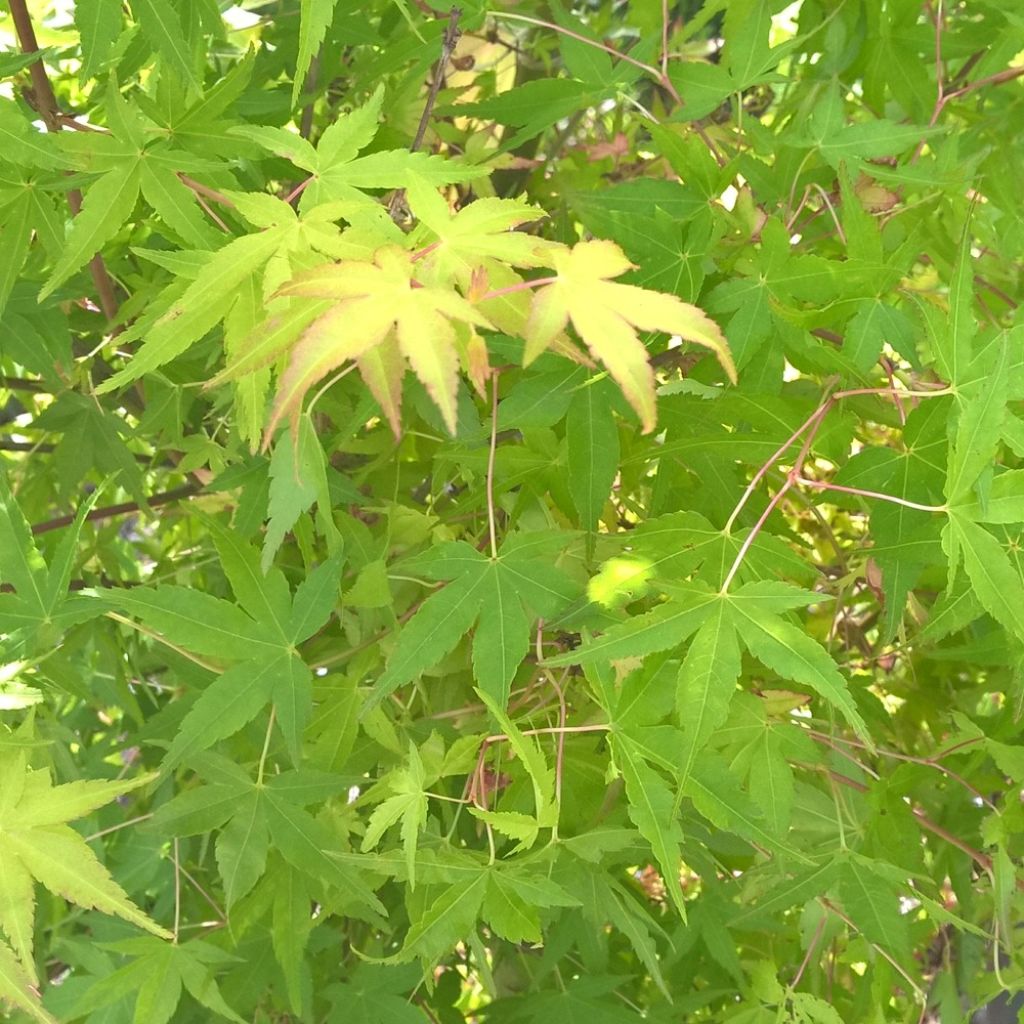 Erable du Japon Ueno Yama greffé
