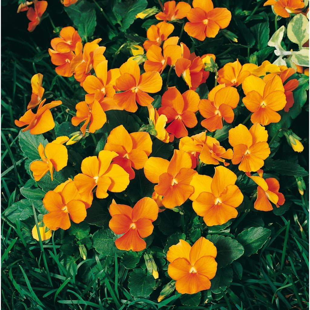 Violette cornue Penny Orange Mini-motte