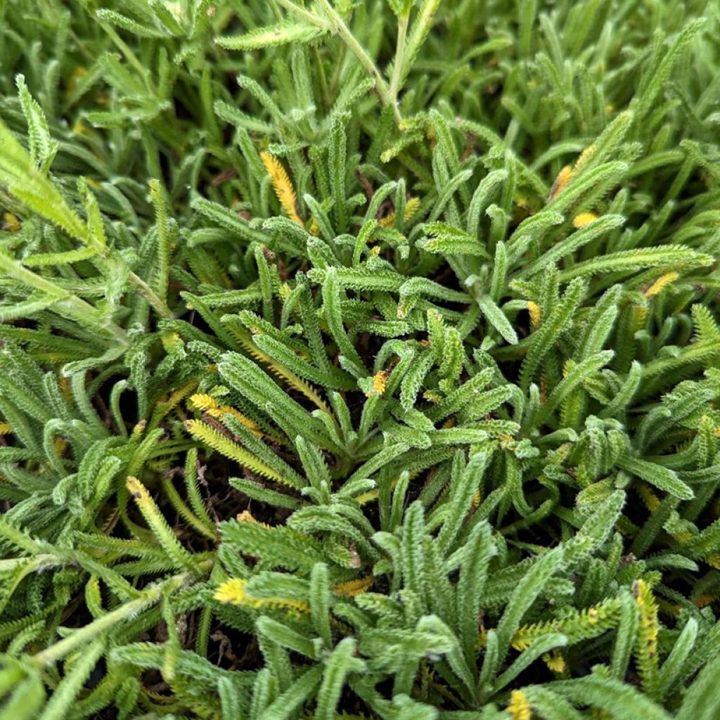 Achillea x lewisii King Edward - Achillée