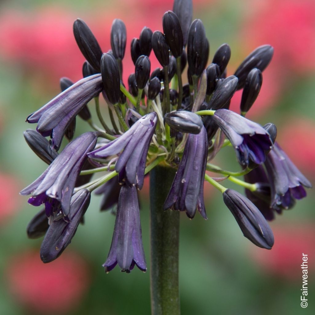 Agapanthe Black Magic