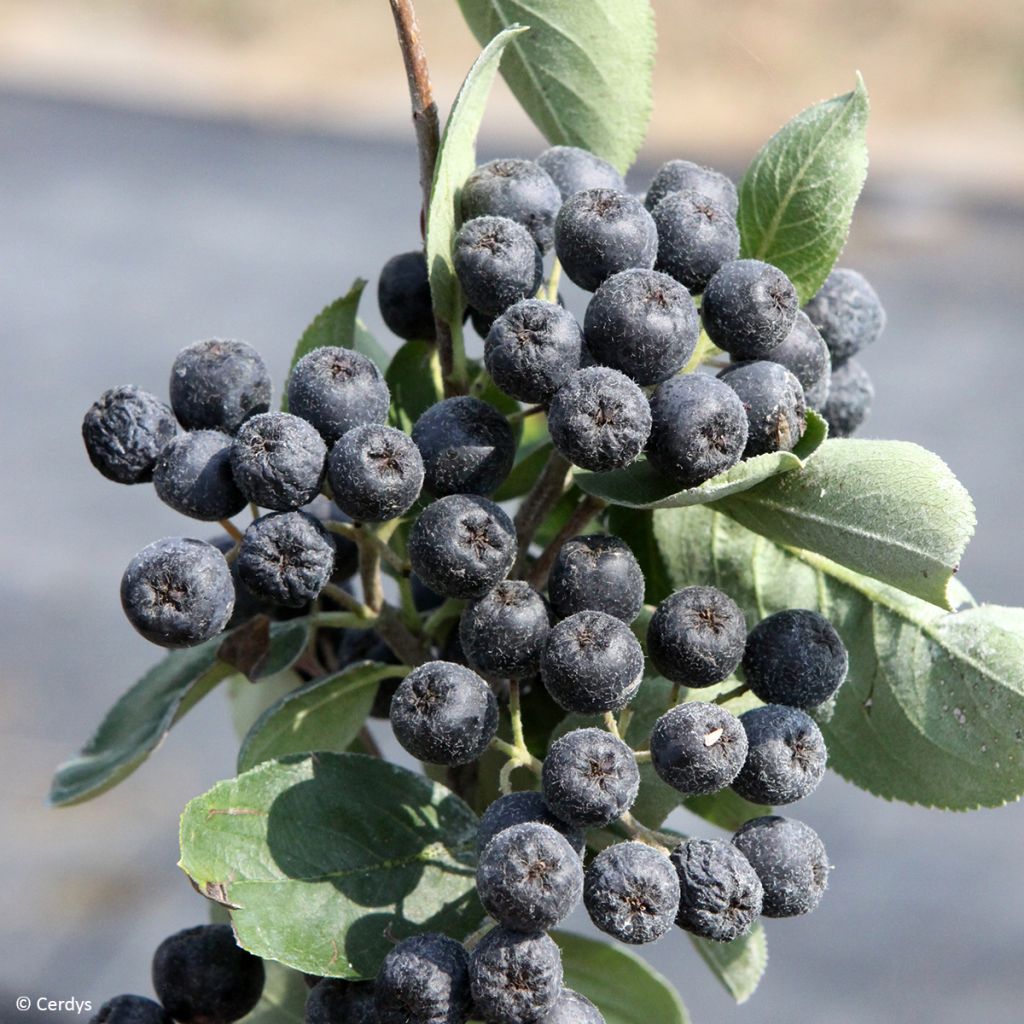Aronia x prunifolia Rubina - Aronie à feuille de prunier