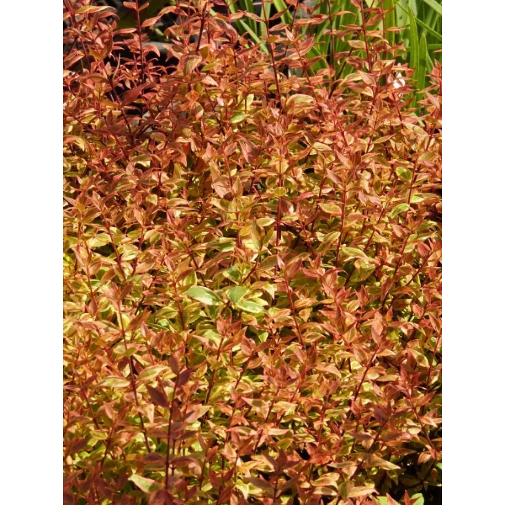 Abelia grandiflora Sunshine Daydream