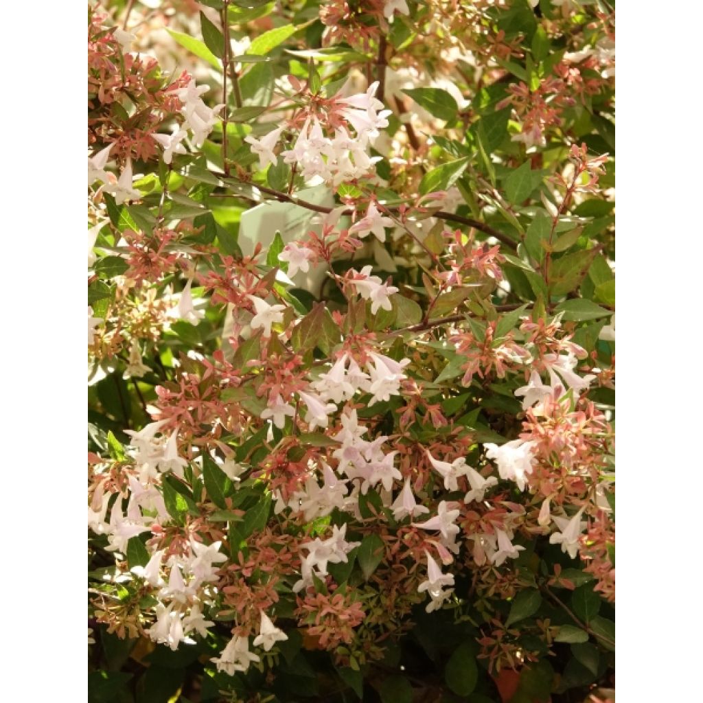 Abelia grandiflora - Abélia à grandes fleurs