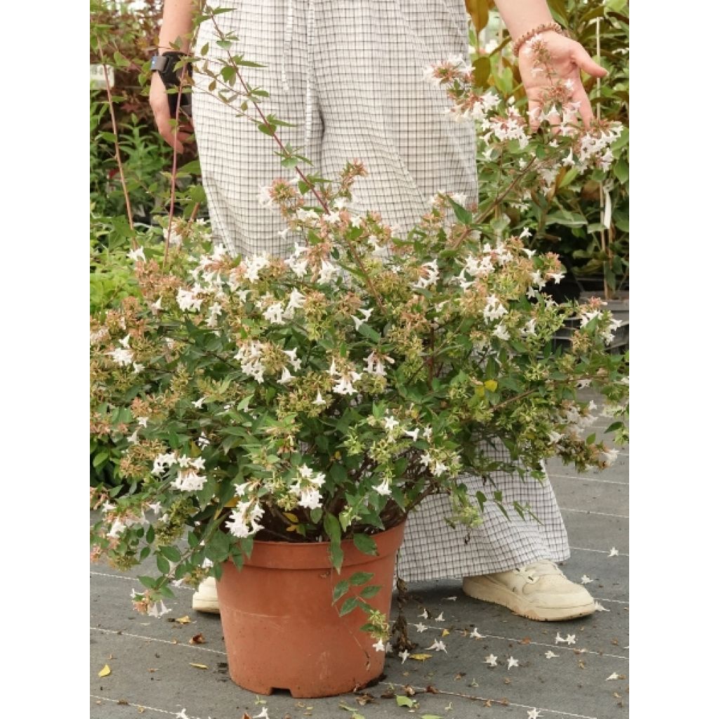 Abelia grandiflora - Abélia à grandes fleurs