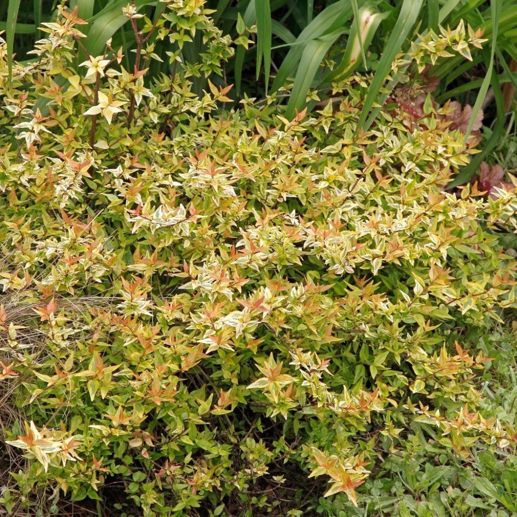 Abélia grandiflora Kaléidoscope