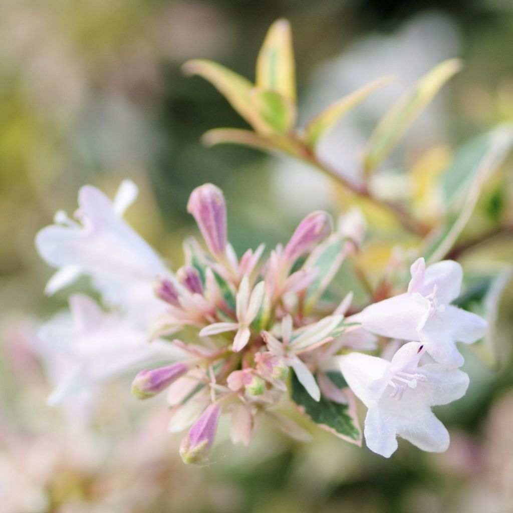 Abelia grandiflora Sparkling Silver