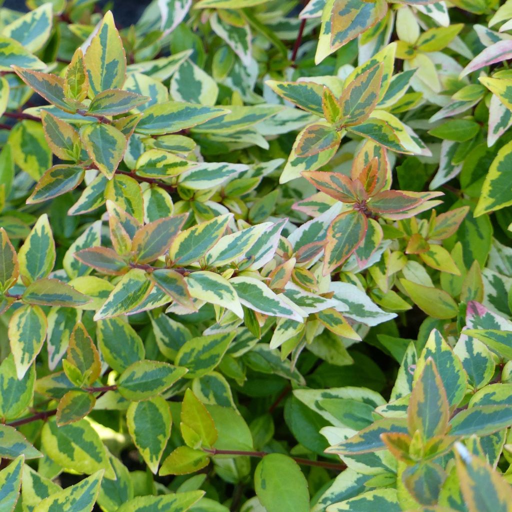 Abelia (x) grandiflora Happy Daydream 