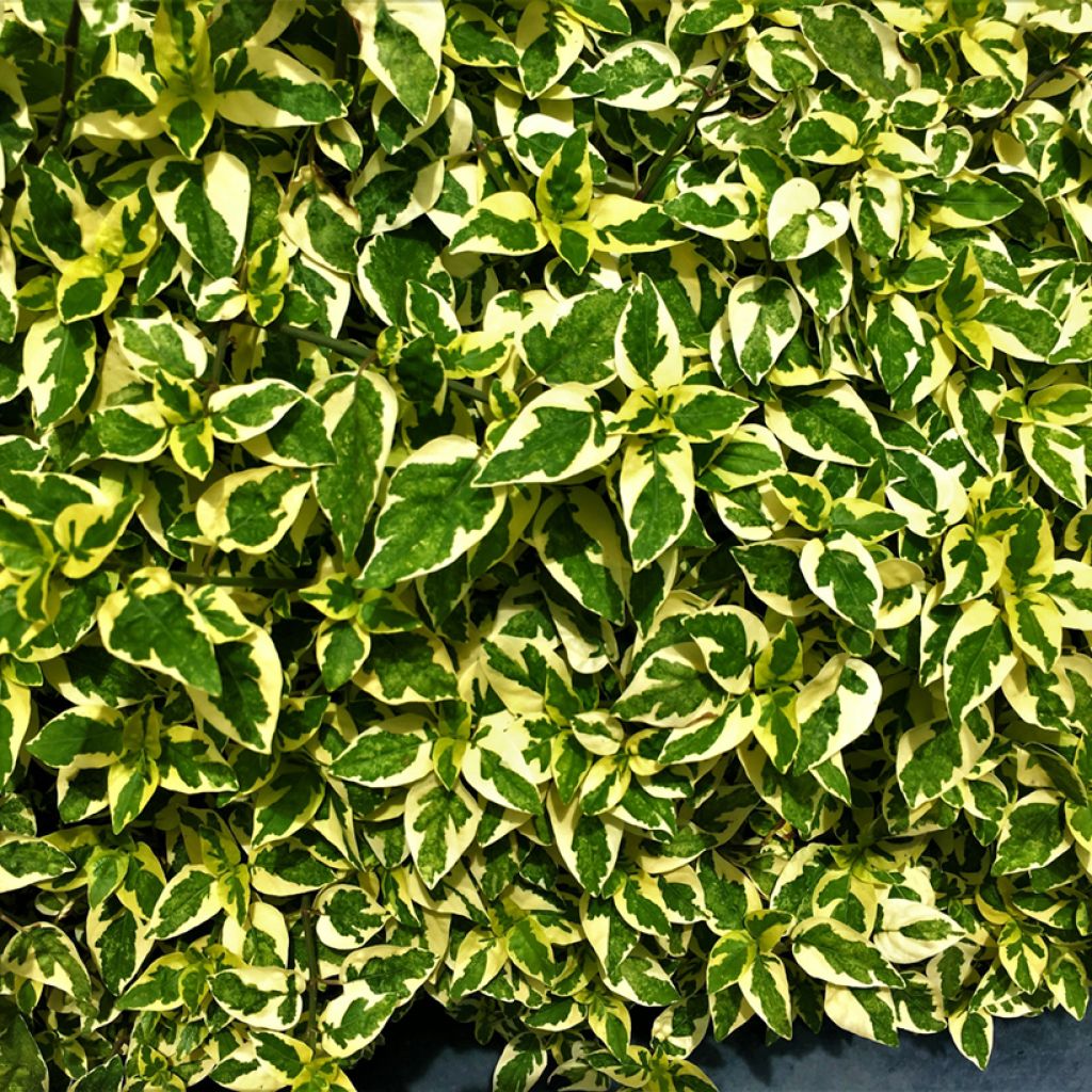 Abelia grandiflora Hopley's - Abélia à grandes fleurs