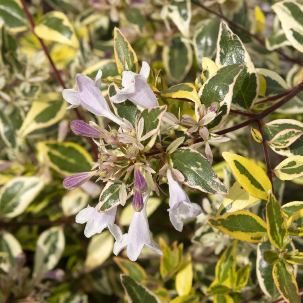 Abelia grandiflora Radiance - Abélia à grandes fleurs