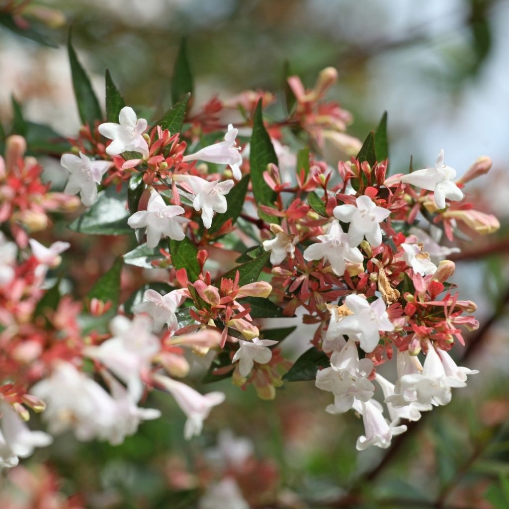 Abelia grandiflora - Abélia à grandes fleurs
