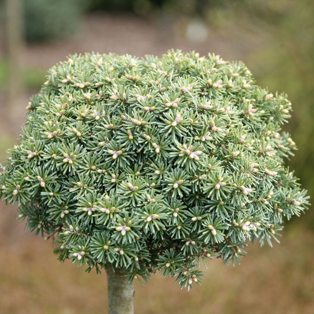 Sapin de Corée nain - Abies koreana Blauer Eskimo