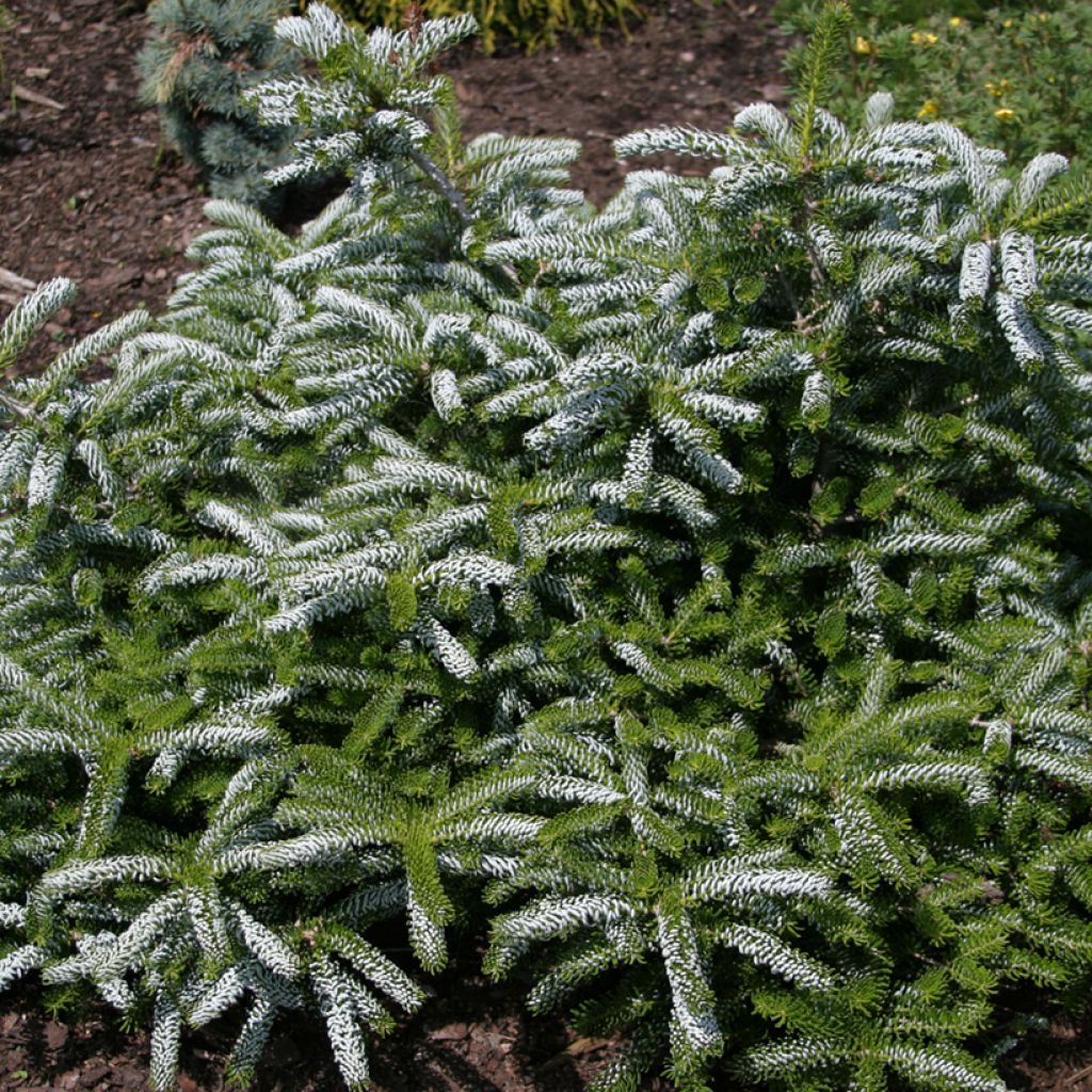Sapin de Corée - Abies koreana Silver Show