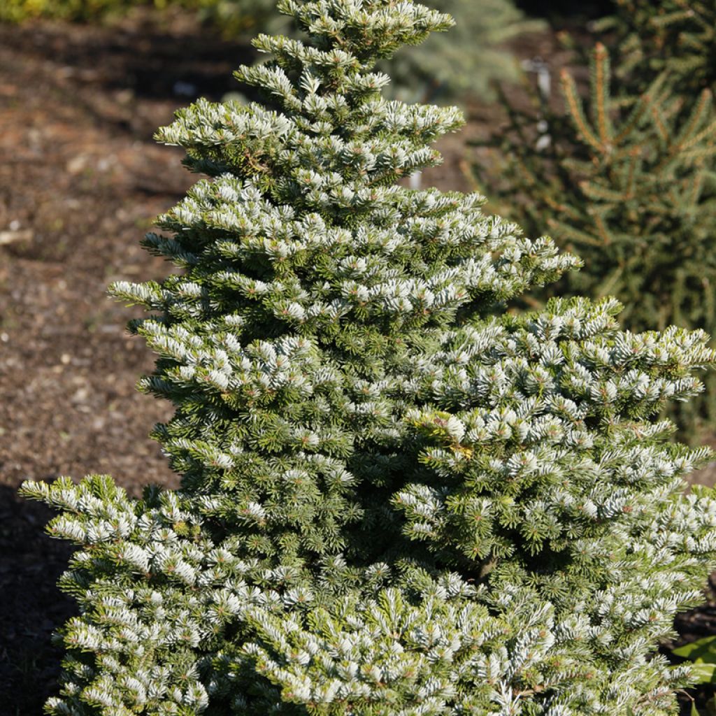 Sapin de Veitch nain- Abies veitchii Heddergott