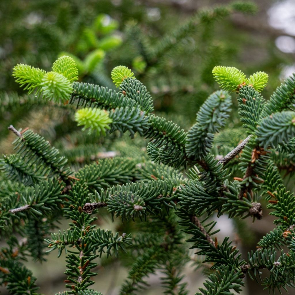 Sapin d'Espagne doré - Abies pinsapo Aurea