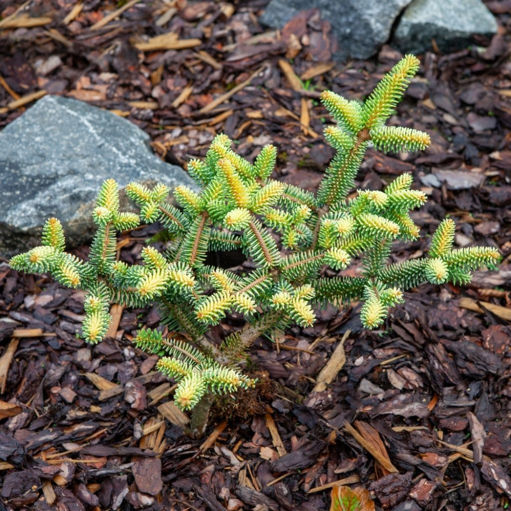 Sapin d'Espagne doré - Abies pinsapo Aurea