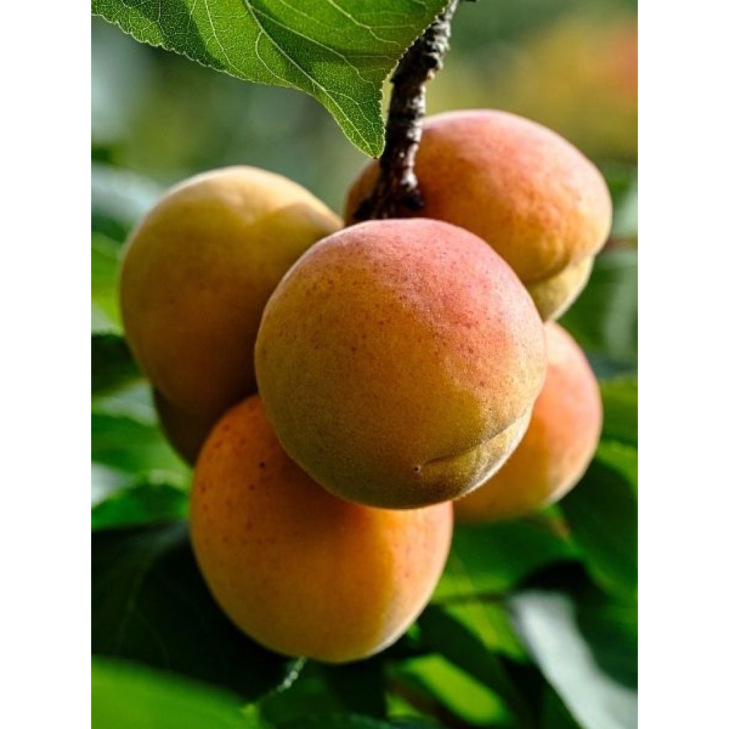 Abricotier nain Garden Aprigold