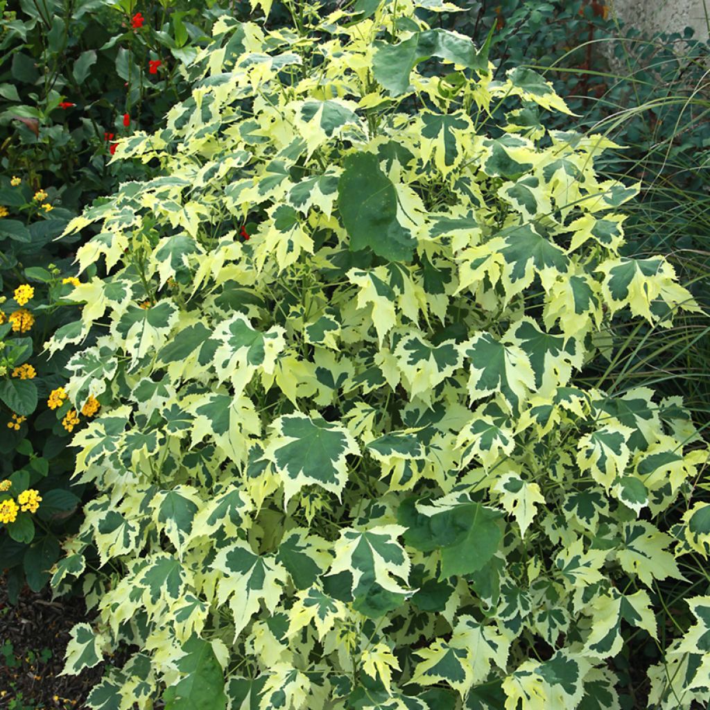 Abutilon Savitzii