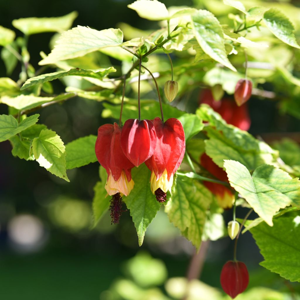 Abutilon megapotamicum - Abutilon du grand fleuve
