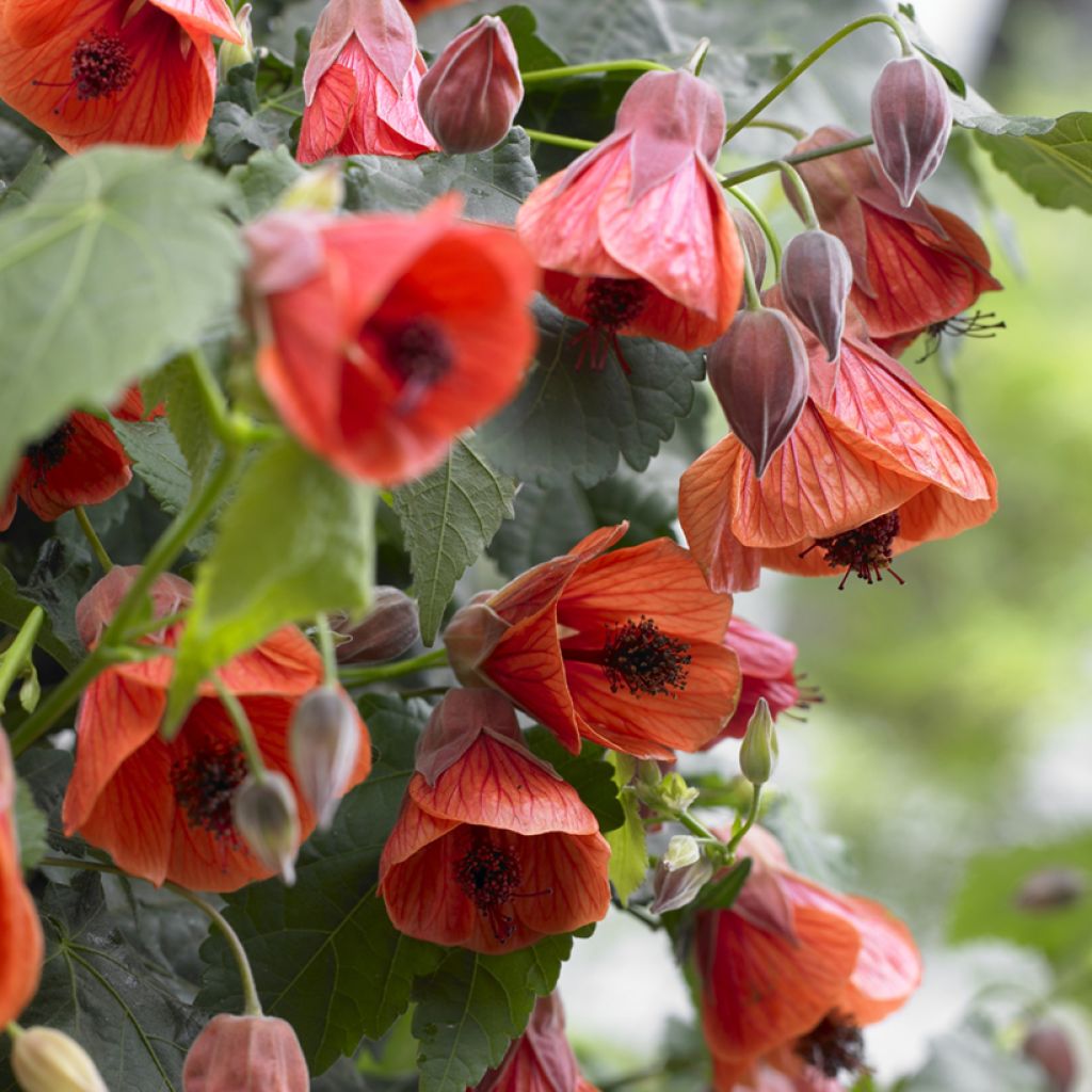 Abutilon megapotanicum Red Trumpet - Abutilon du grand fleuve