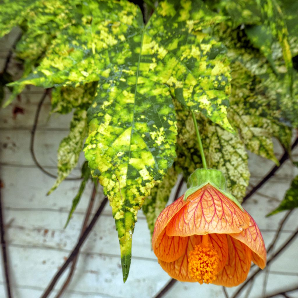 Abutilon pictum Thompsonii