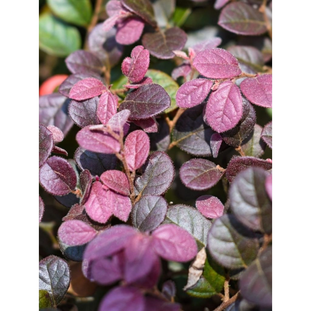 Acaena inermis Purpurea - Lampourde