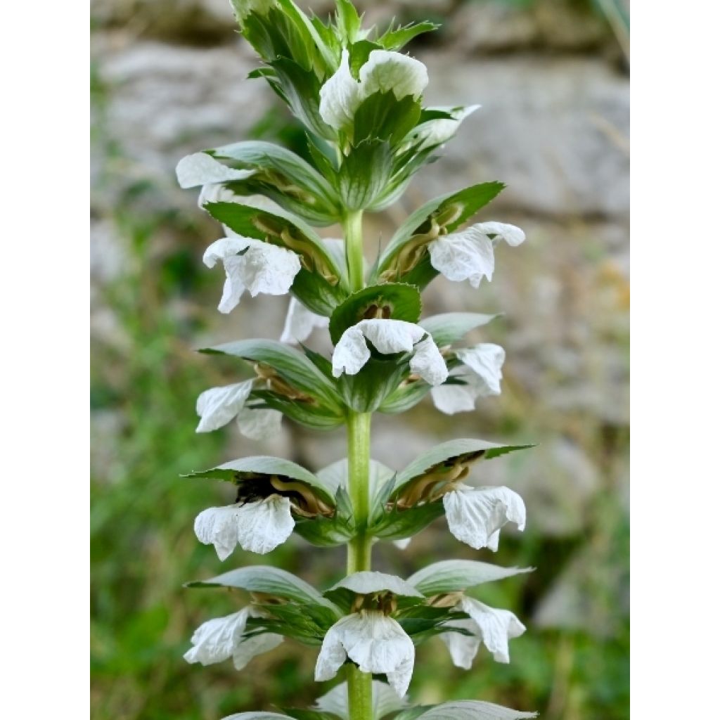 Acanthus mollis Rue Ledan (Jeff Albus) - Acanthe blanche