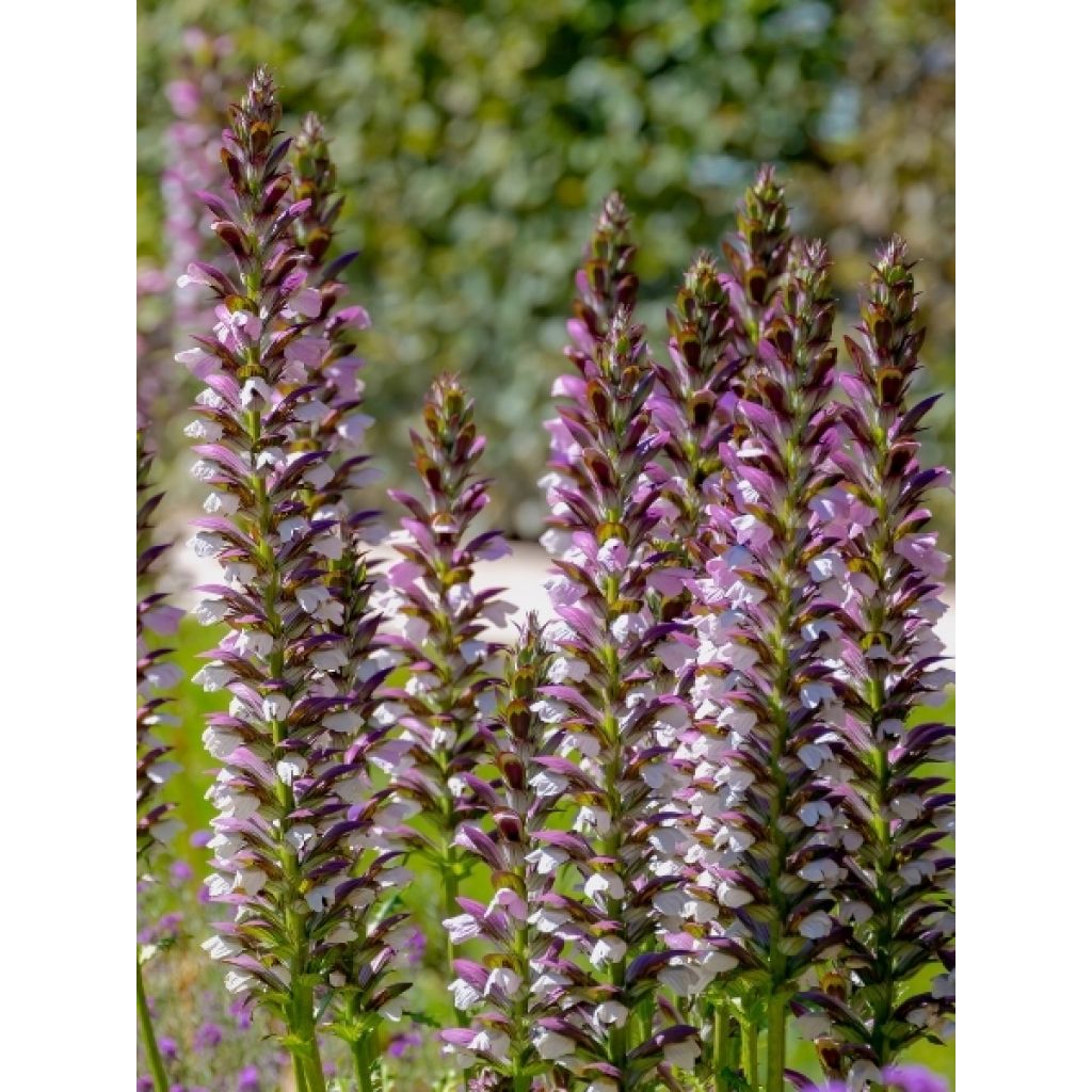 Acanthe mollis Latifolius