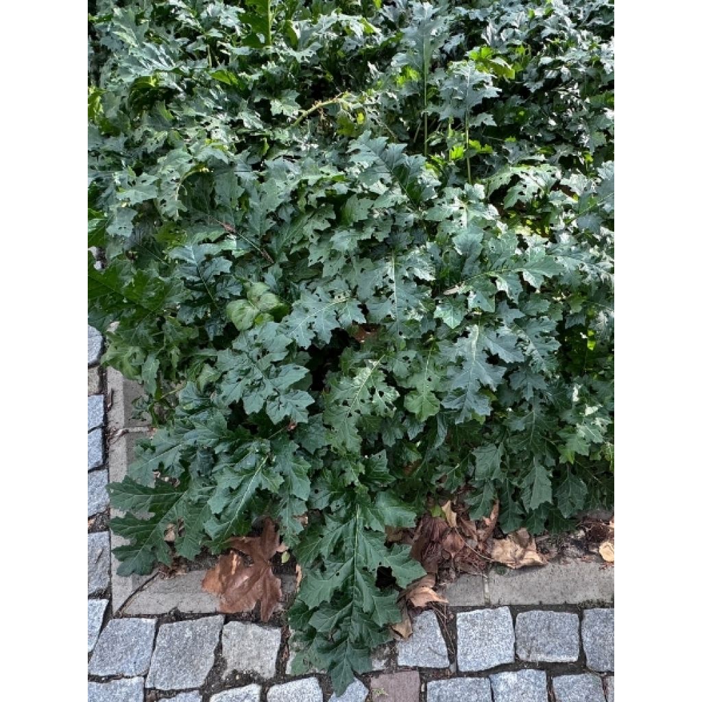 Acanthe mollis Latifolius