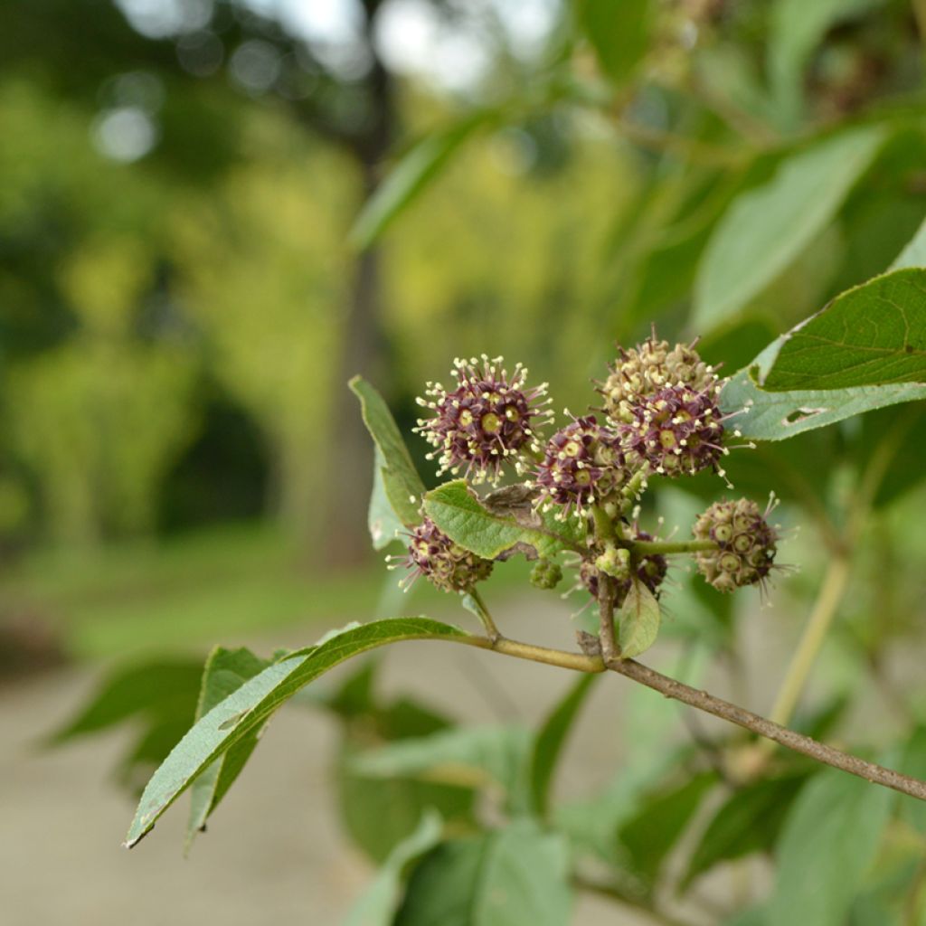 Acanthopanax henryi - Eleutherococcus