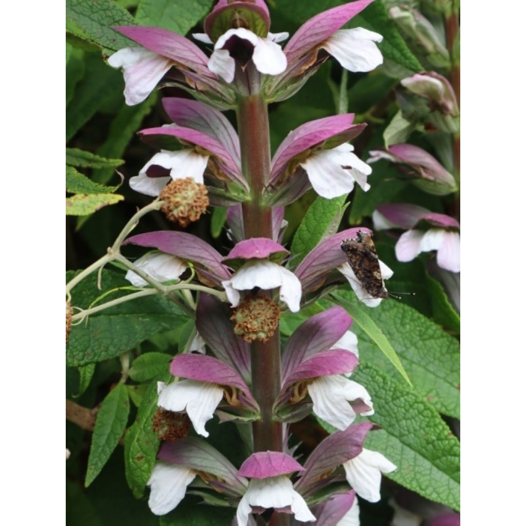 Acanthus hungaricus - Acanthe de hongrie