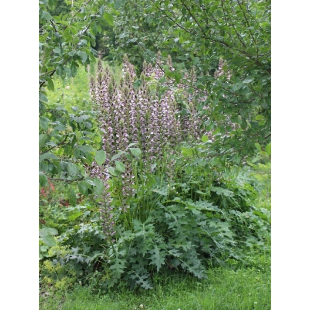 Acanthus hungaricus - Acanthe de hongrie