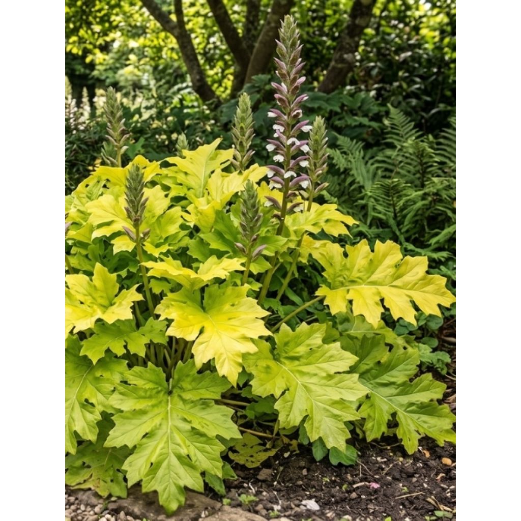 Acanthus mollis Hollards Gold - Acanthe dorée