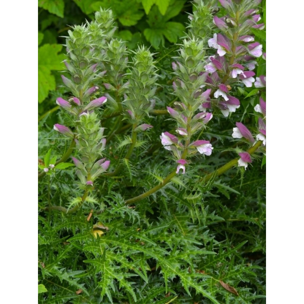 Acanthe spinosus - Acanthe épineuse