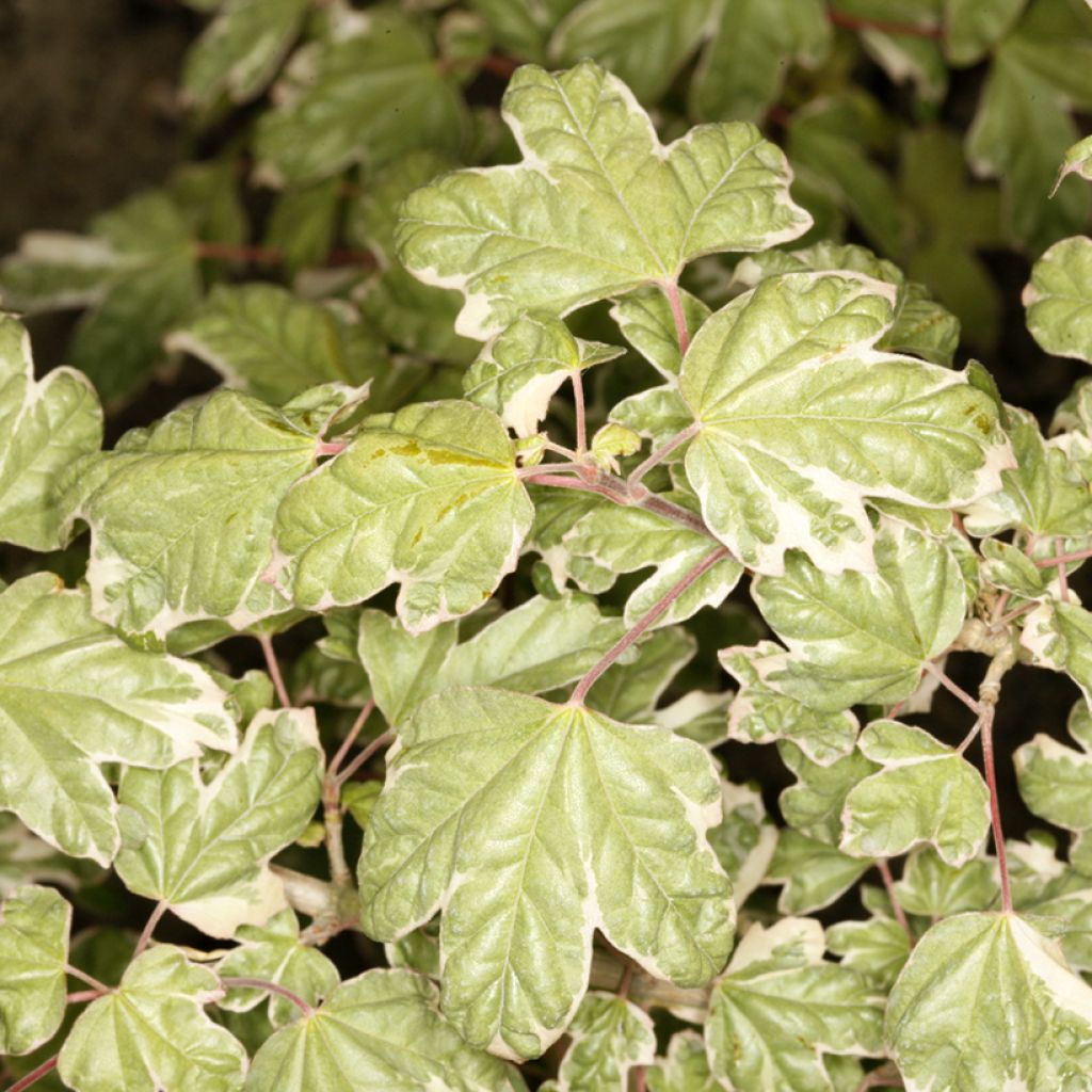 Erable champêtre - Acer campestre Silver Celebration
