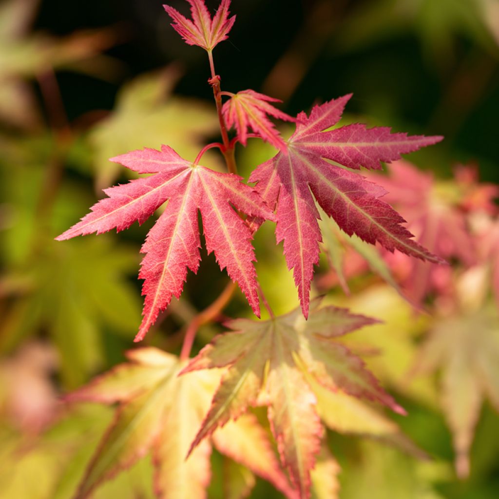 Acer palmatum Orange Dream