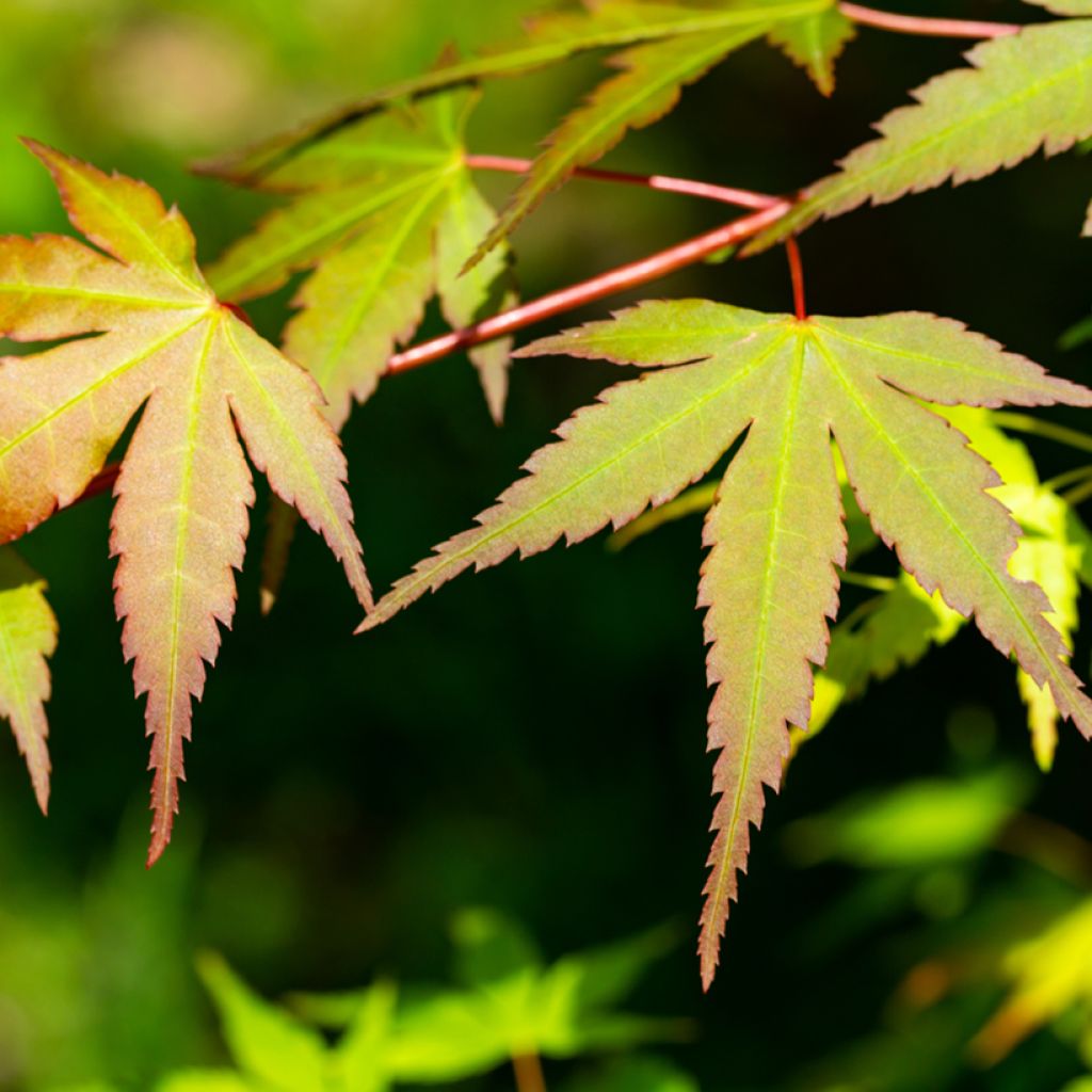 Acer palmatum Orange Dream