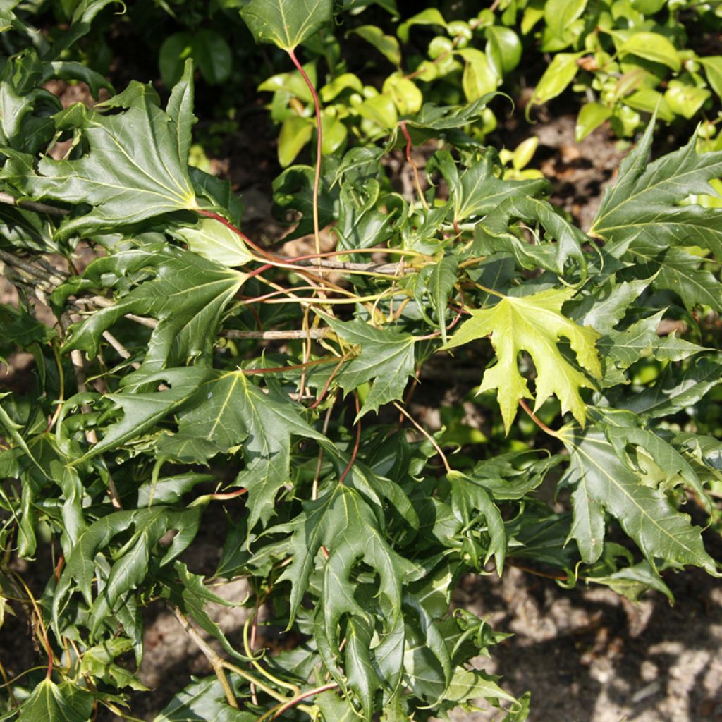 Acer platanoides Laciniatum - Erable plane